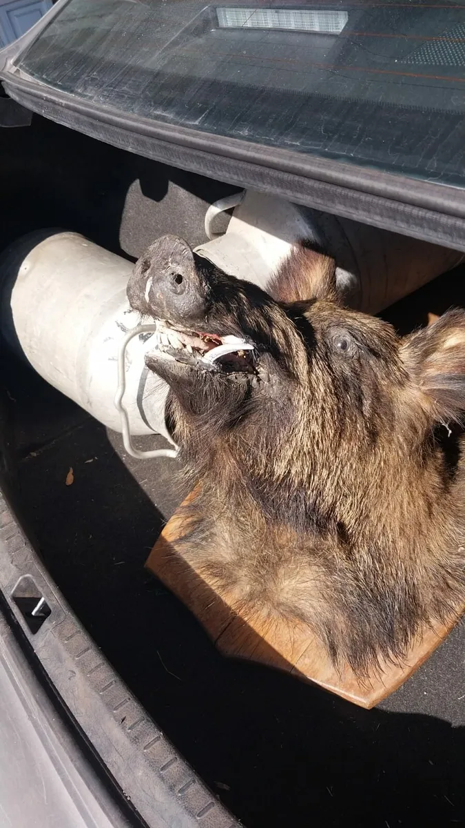 Boars Head stuffed mounted - Image 4