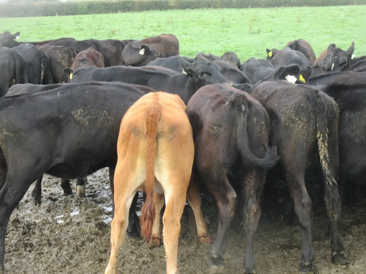 50 aberdeen angus heifer weanlings - Image 2