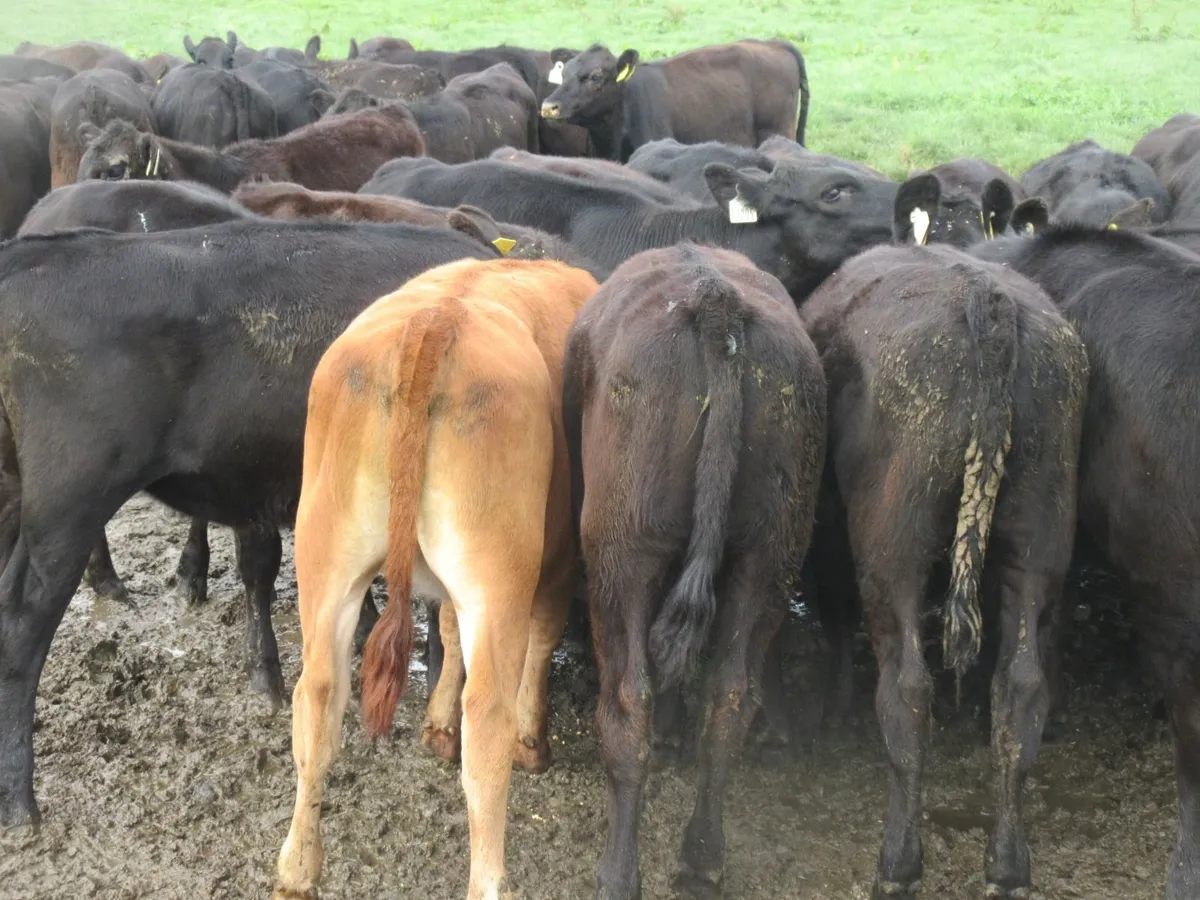 50 aberdeen angus heifer weanlings - Image 1