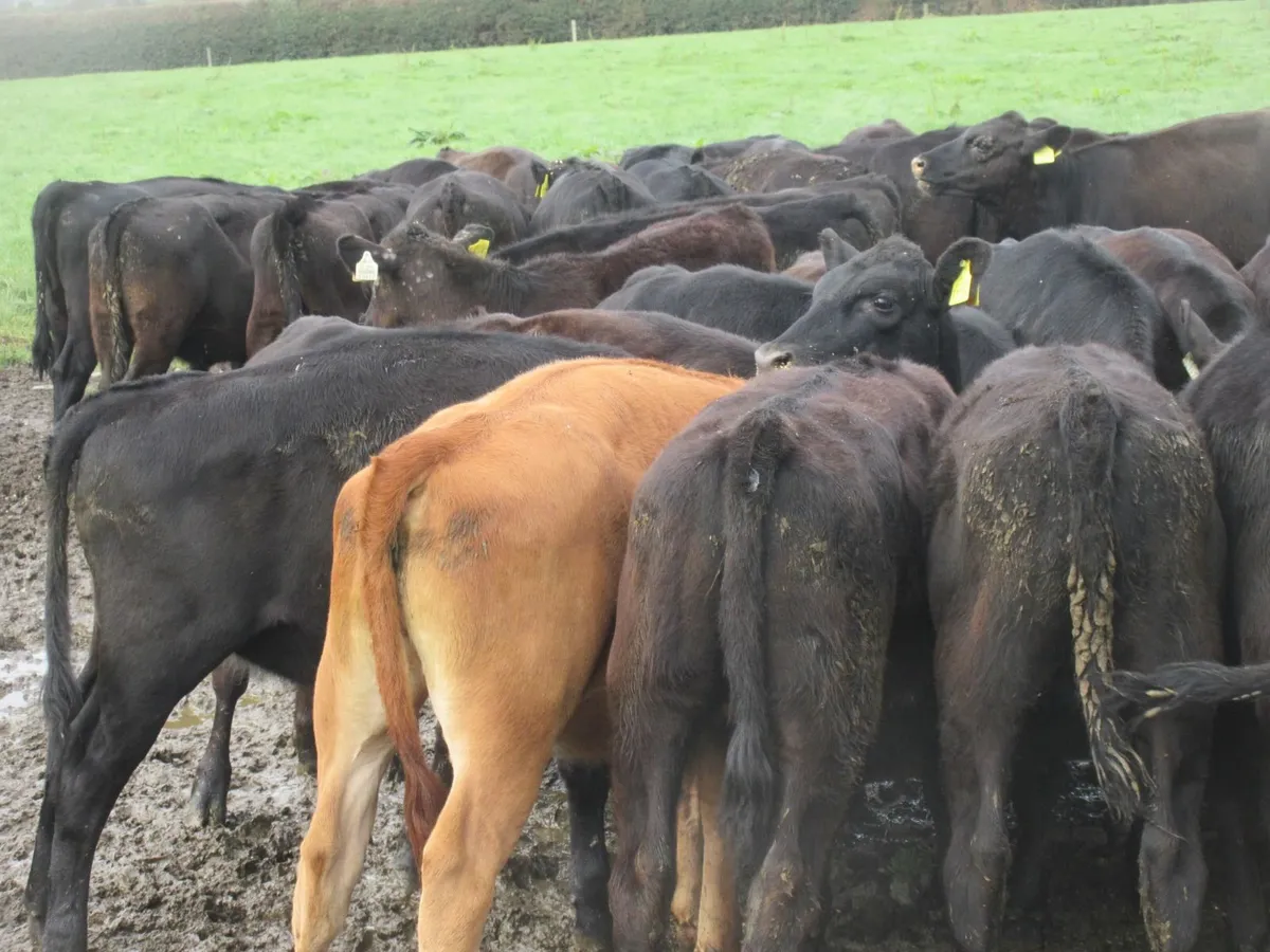 50 aberdeen angus heifer weanlings - Image 3