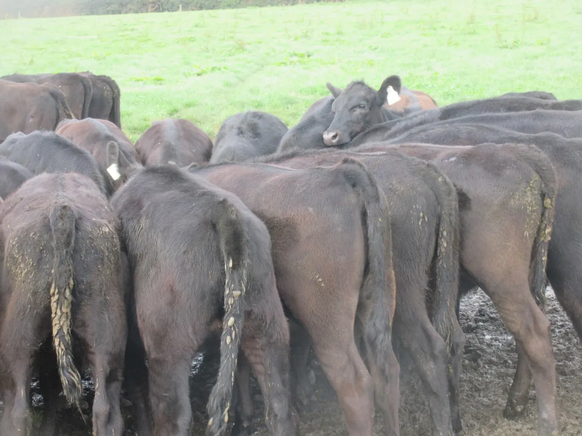 50 aberdeen angus heifer weanlings - Image 4
