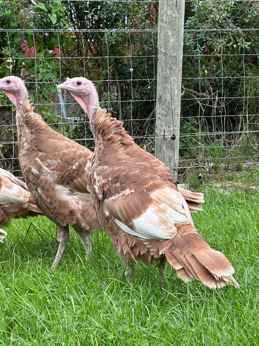 Buff Turkeys - Image 2