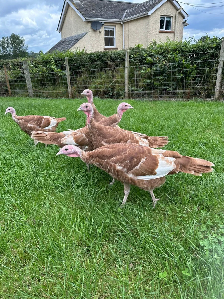 Buff Turkeys - Image 1