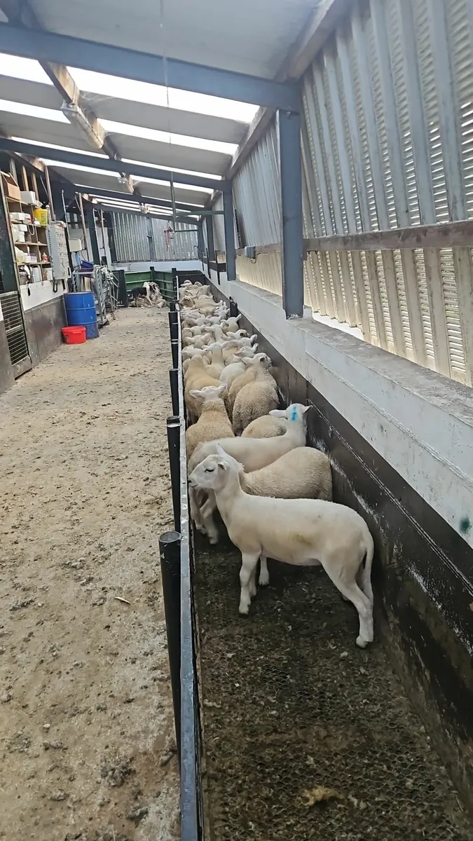 Easycare ewe lambs - Image 2