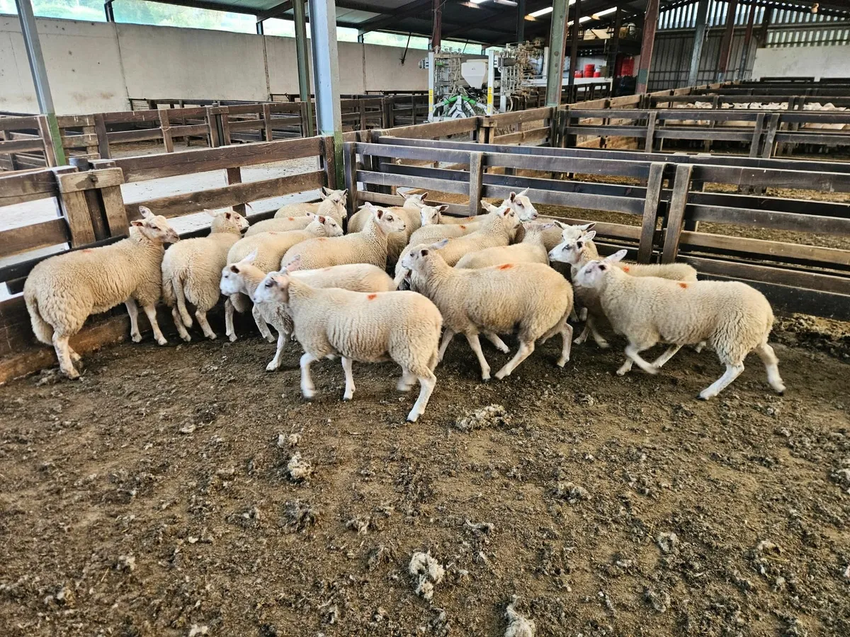 Easycare ewe lambs - Image 4