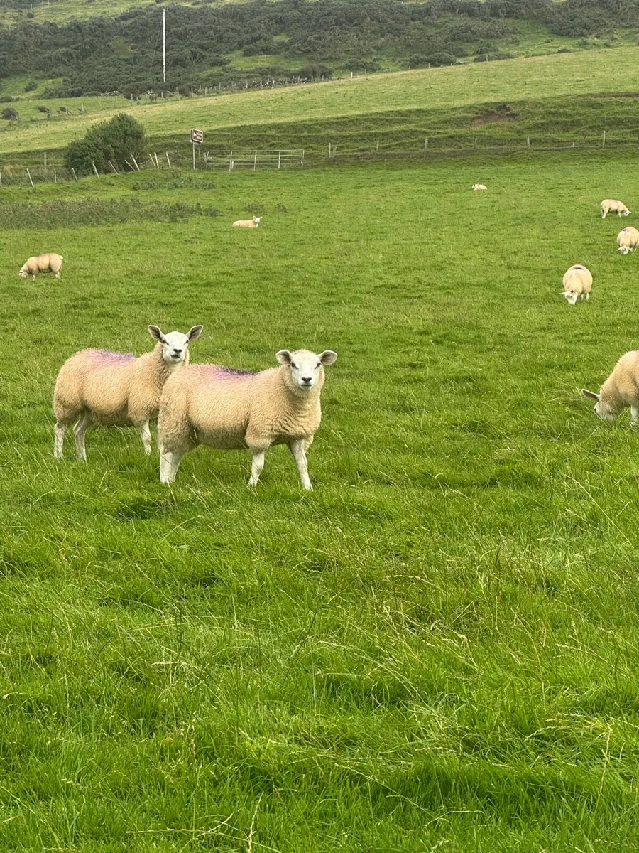 Texel cross Ewe Lambs - Image 1