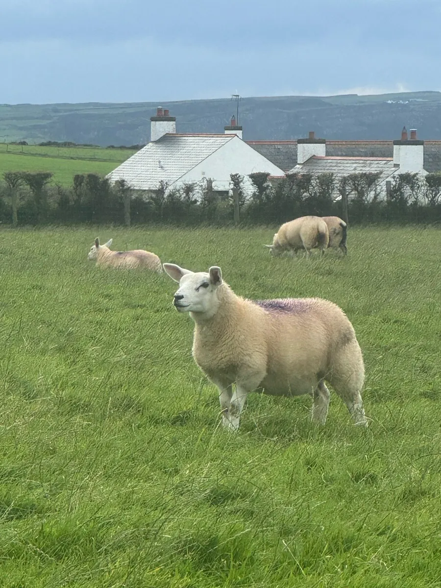 Texel cross Ewe Lambs - Image 2
