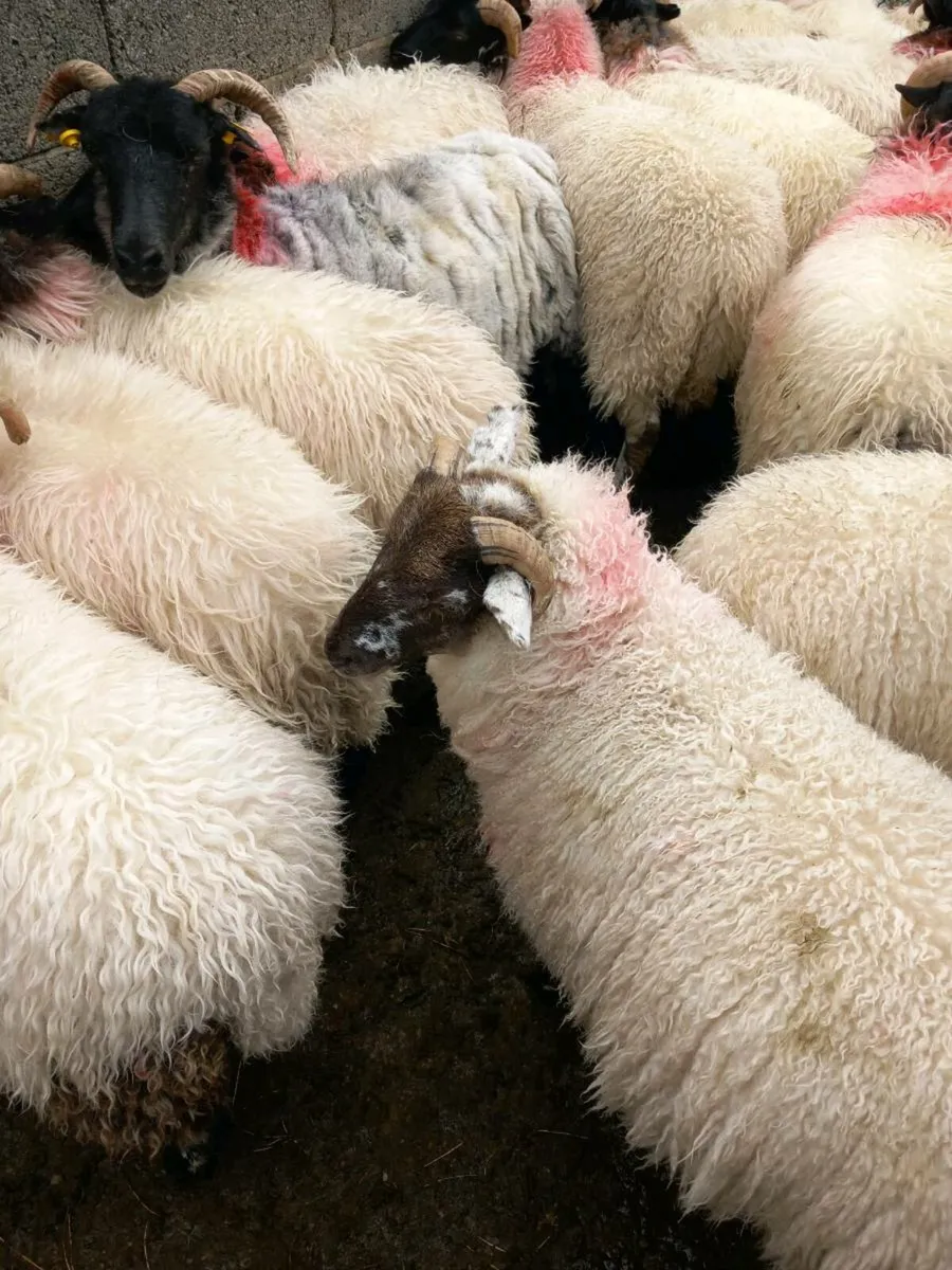 Sheep - Image 2