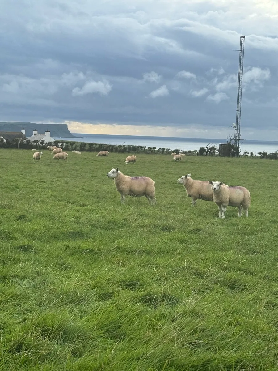 Texel cross Ewe Lambs - Image 3