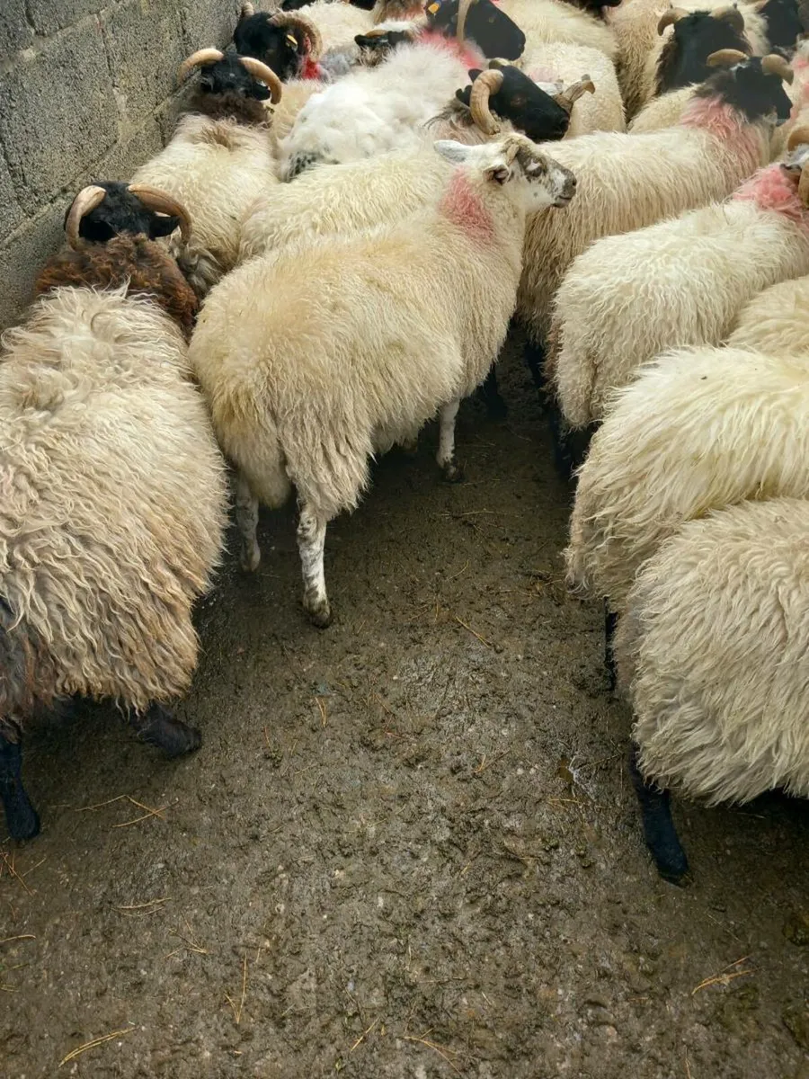 Sheep - Image 3