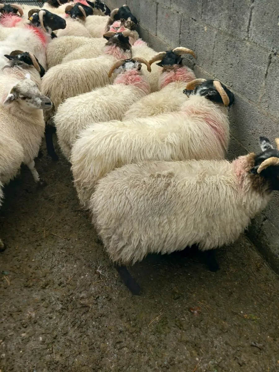 Sheep - Image 4