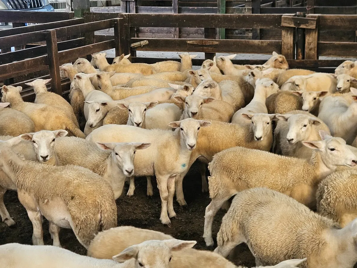 Easycare ewe lambs - Image 1