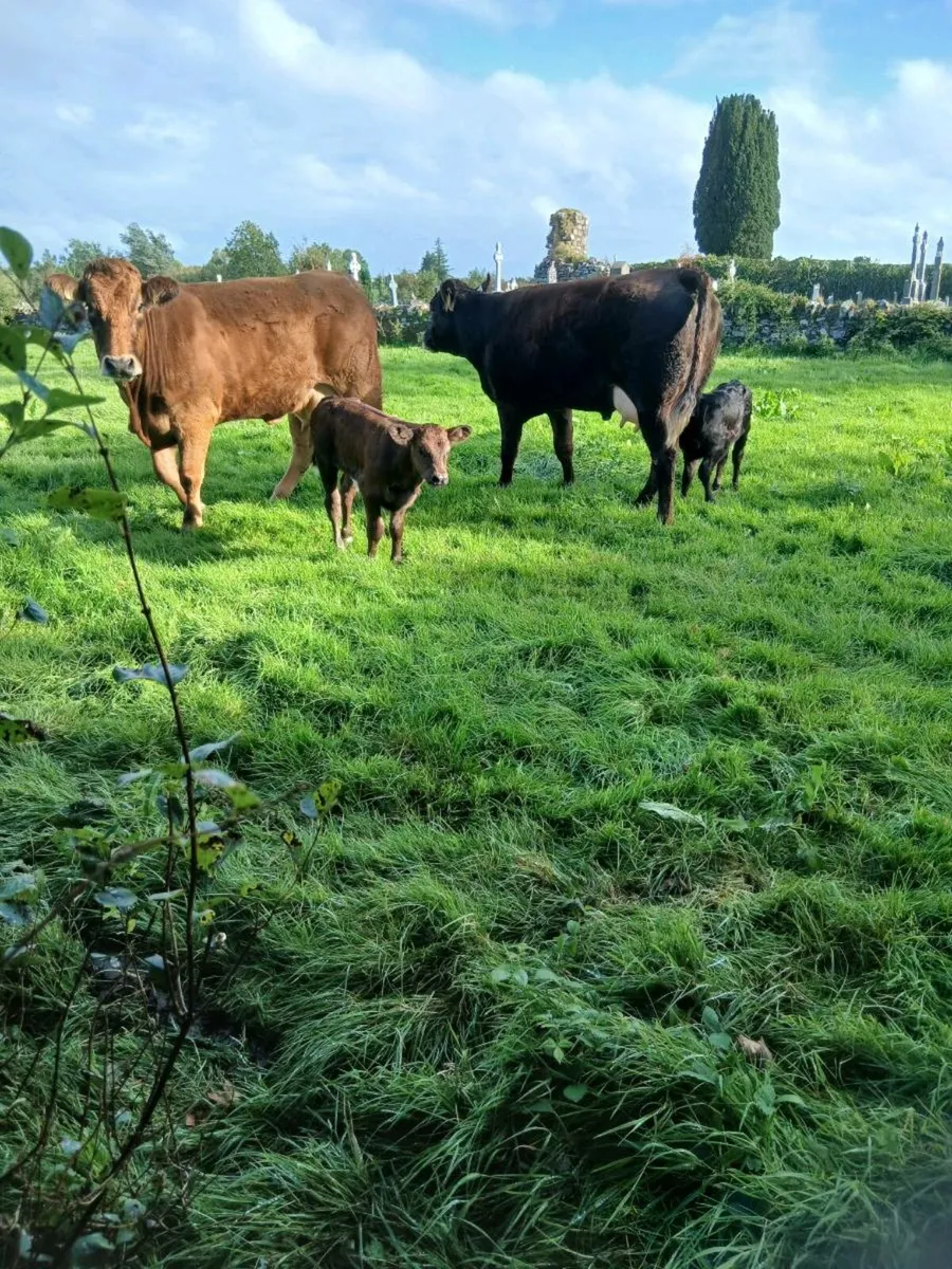 2 heifers - Image 1