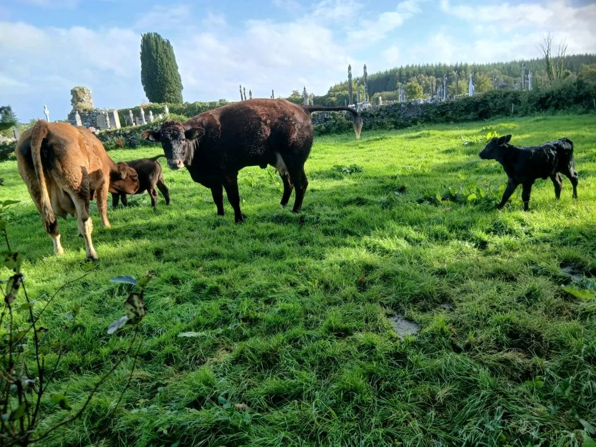 2 heifers - Image 2