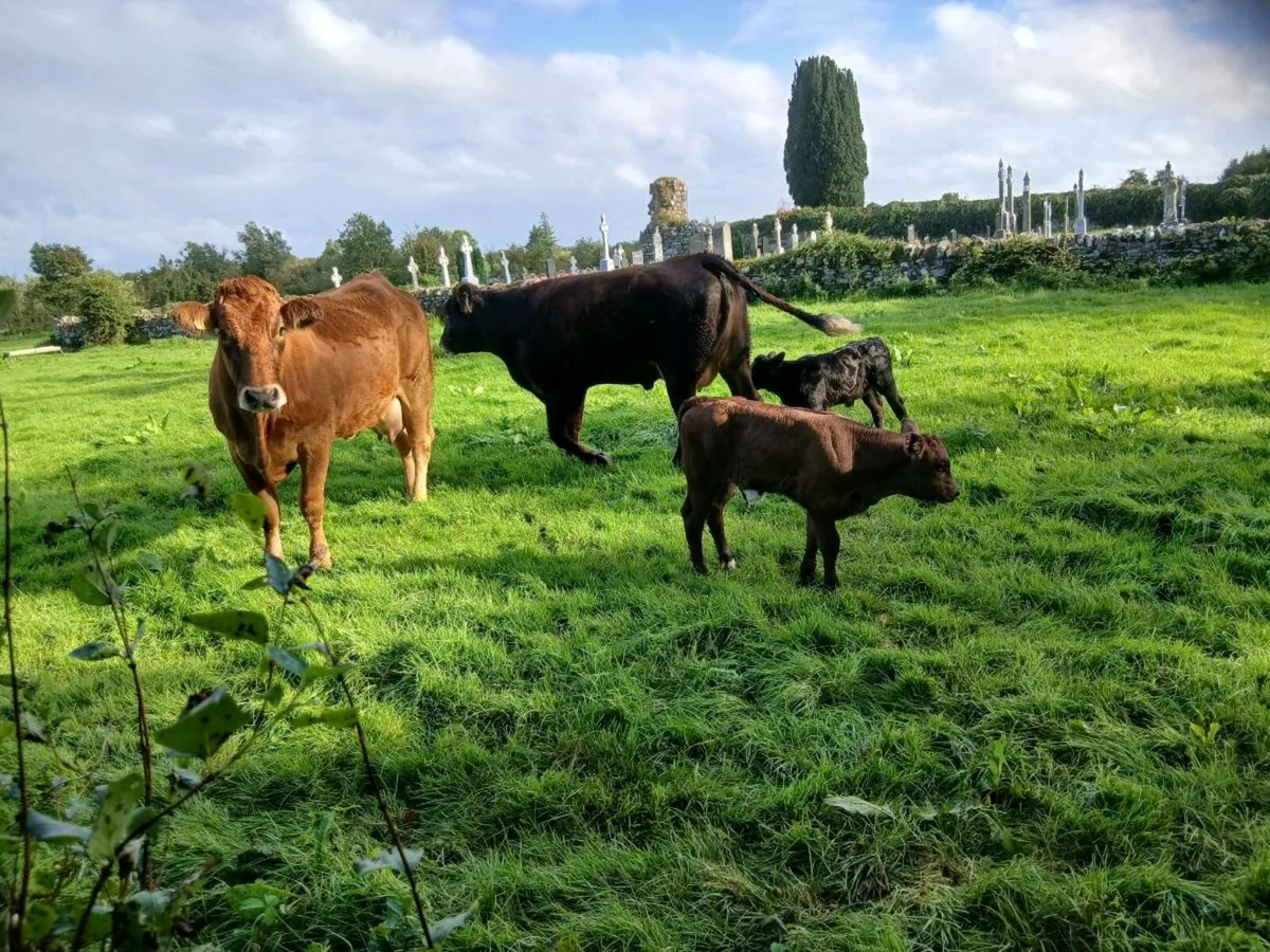 2 heifers - Image 3