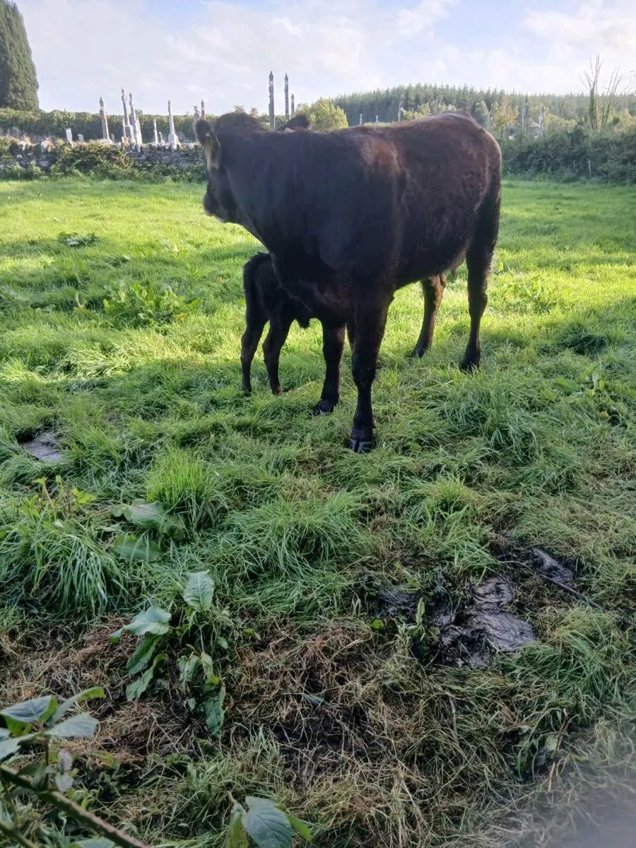 2 heifers - Image 4