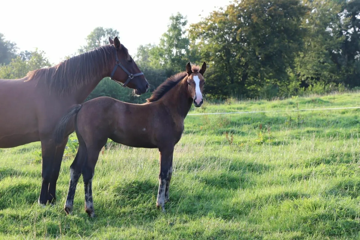 FILLY FOAL - Image 1