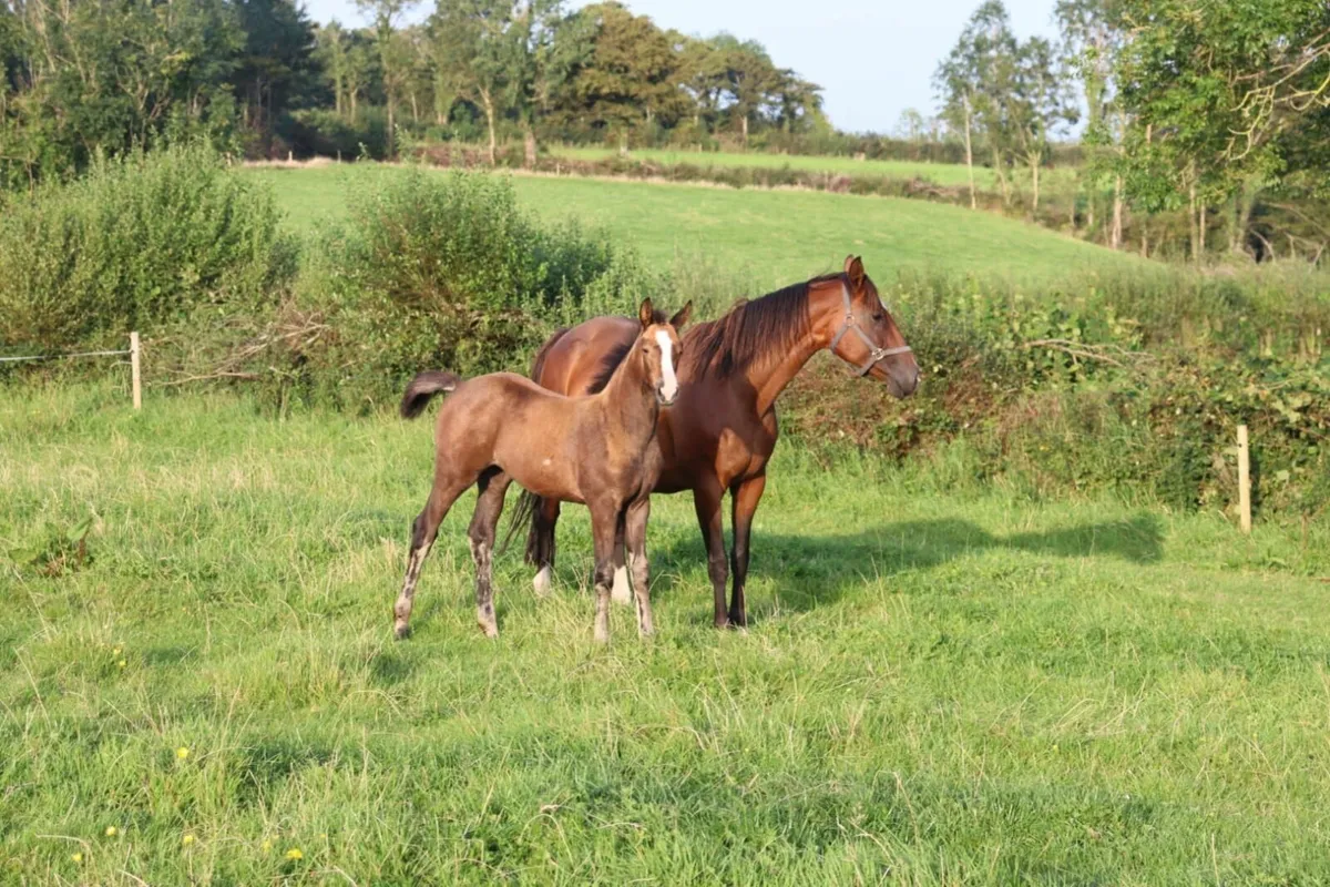 FILLY FOAL - Image 2