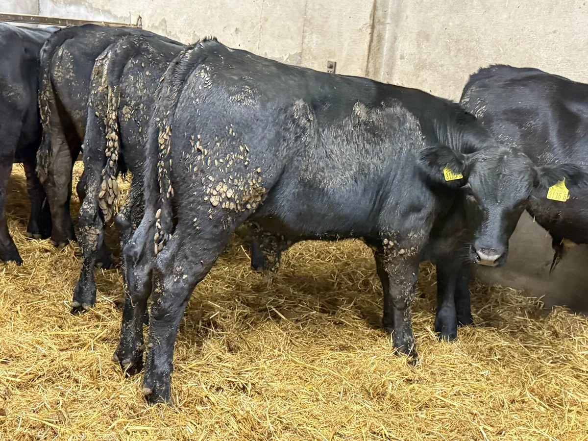 Aberdeen Angus Bull Weanlings - Image 1