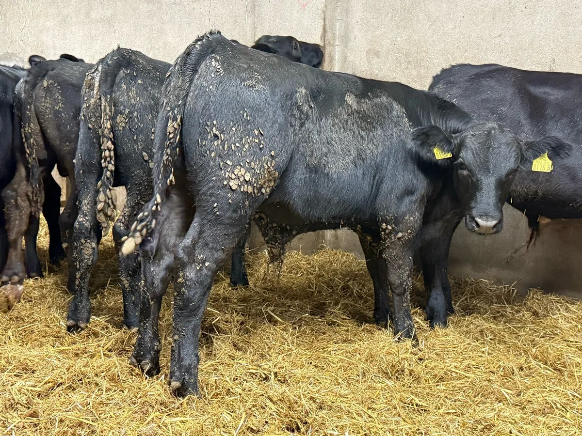 Aberdeen Angus Bull Weanlings - Image 2