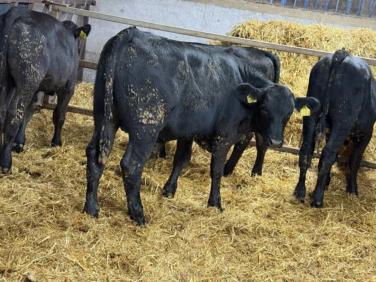 Aberdeen Angus Bull Weanlings - Image 3