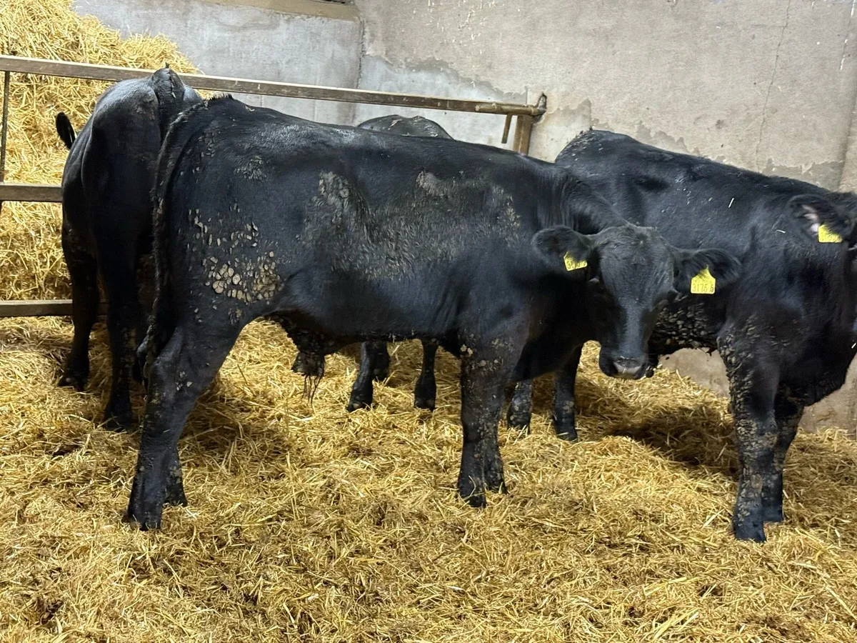 Aberdeen Angus Bull Weanlings - Image 4