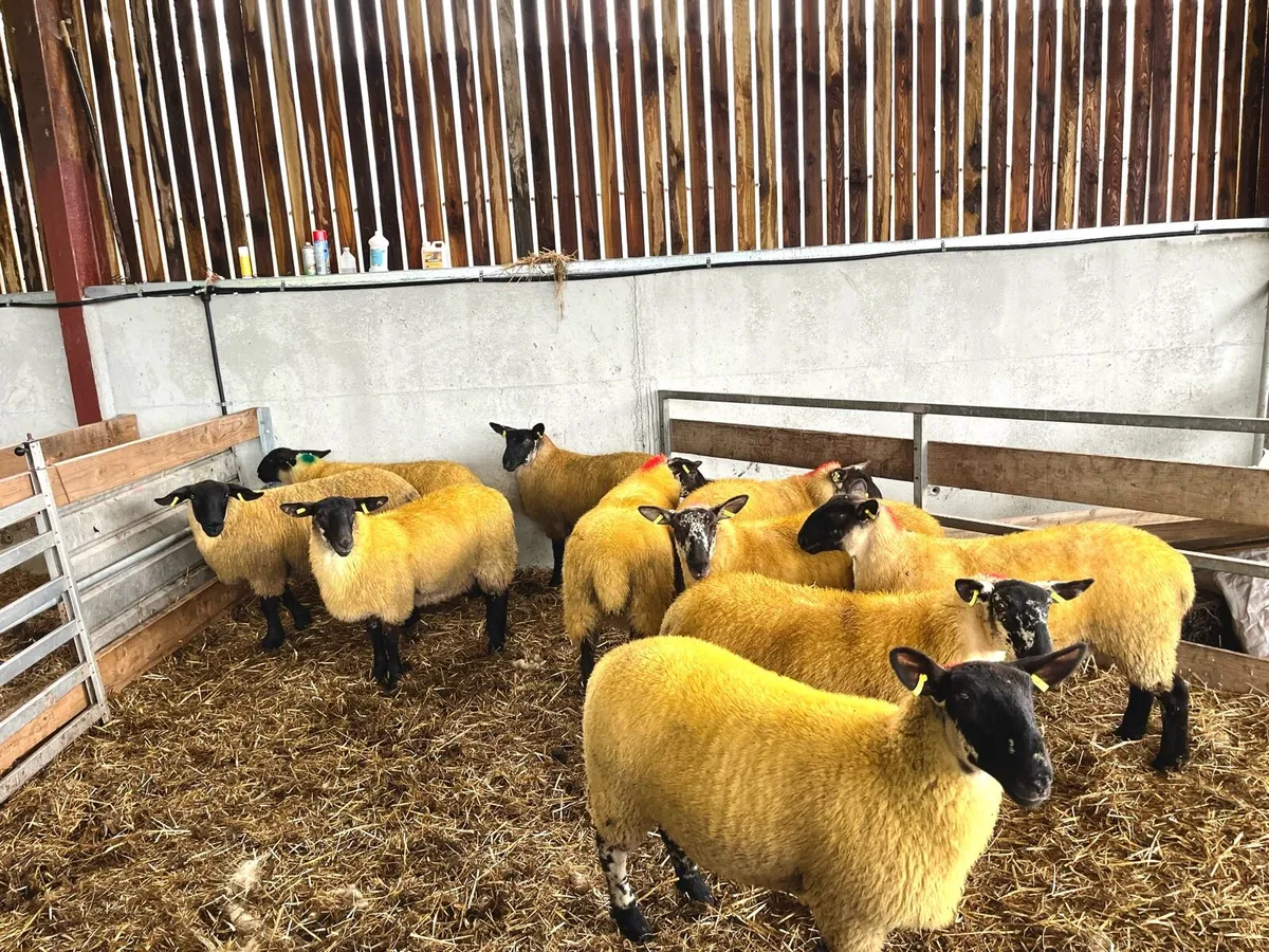 Suffolk X Ewe Lambs - Image 3