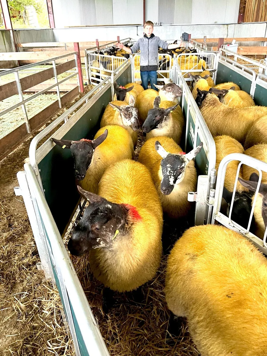 Suffolk X Ewe Lambs - Image 1