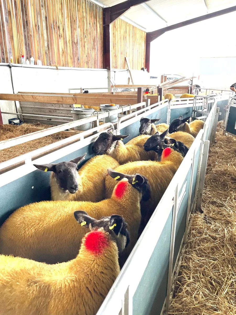 Suffolk X Ewe Lambs - Image 4
