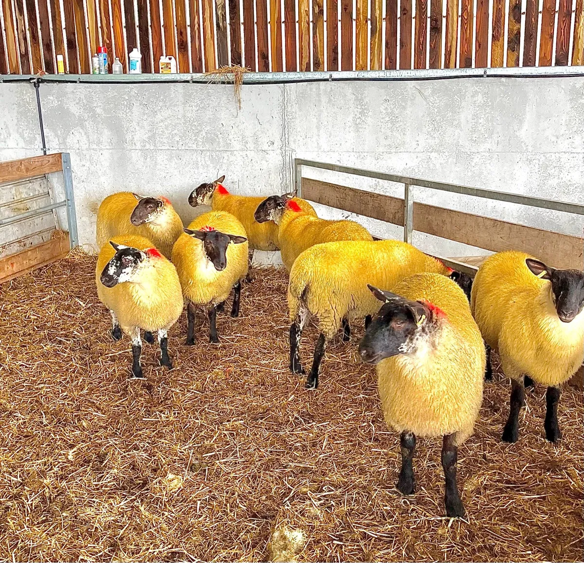 Suffolk X Ewe Lambs - Image 2