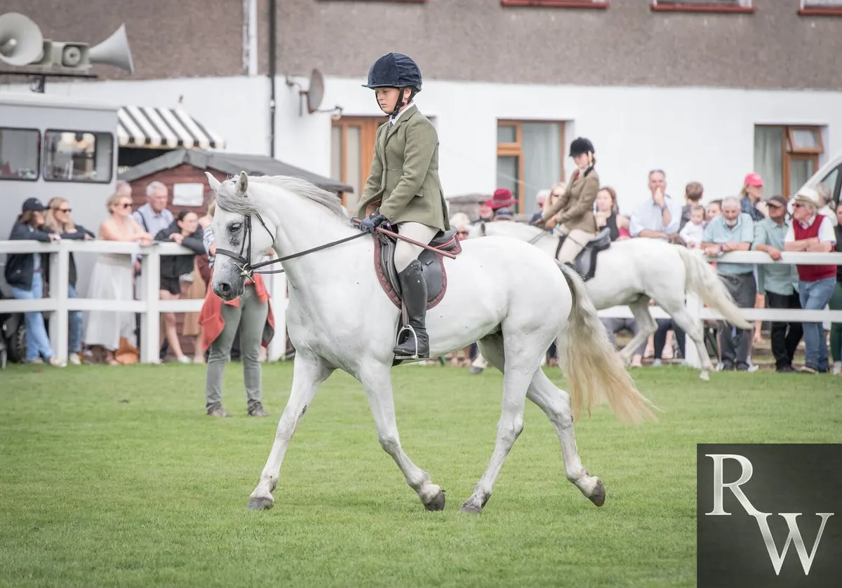 Connemara mare 138cm - Image 1
