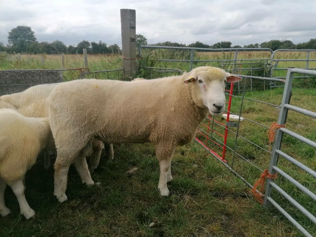 Ram for sale - Image 1