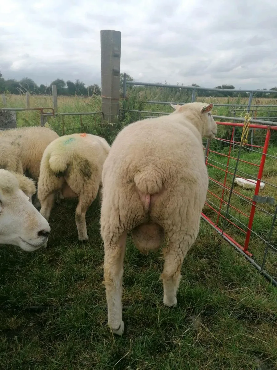 Ram for sale - Image 2