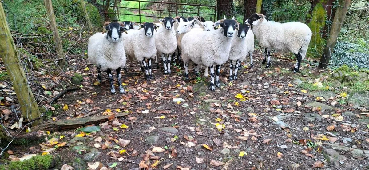Organic Hoggets - Image 1
