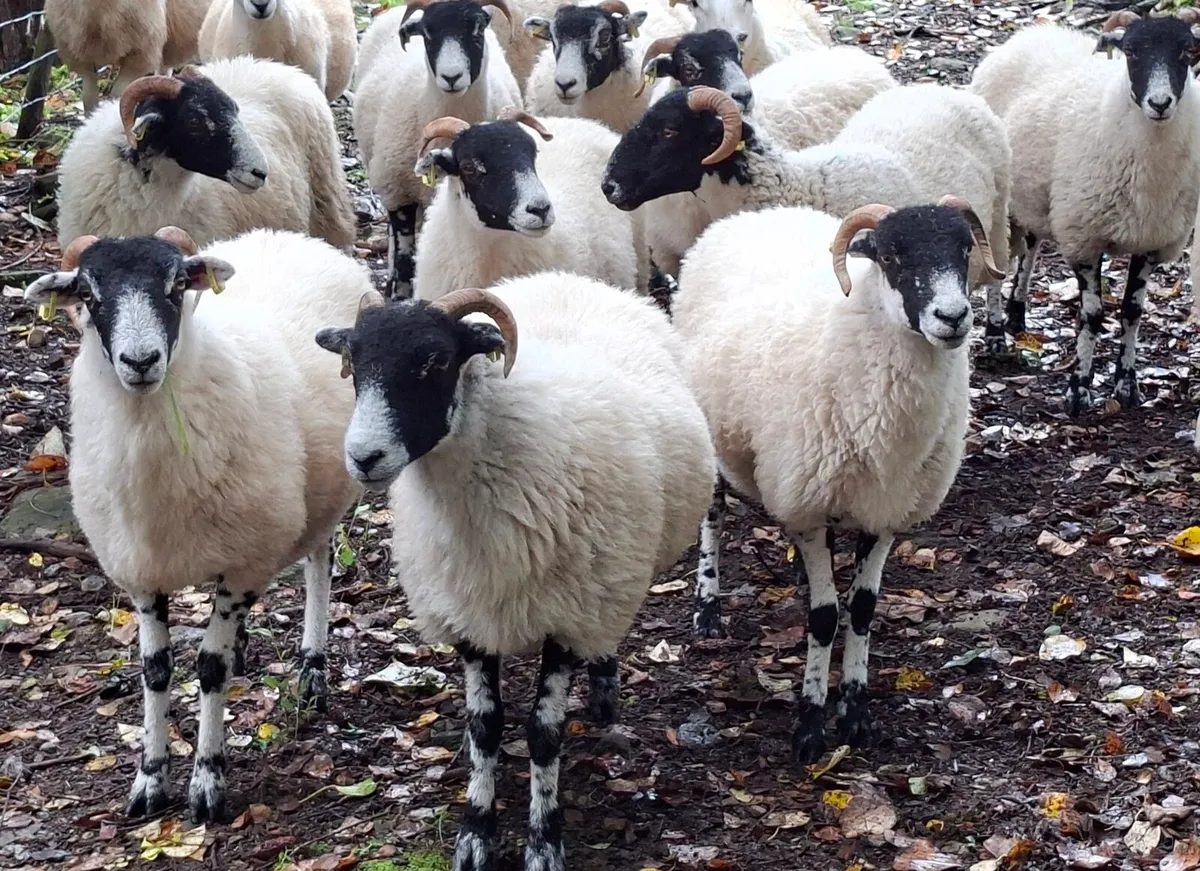 Organic Hoggets - Image 2