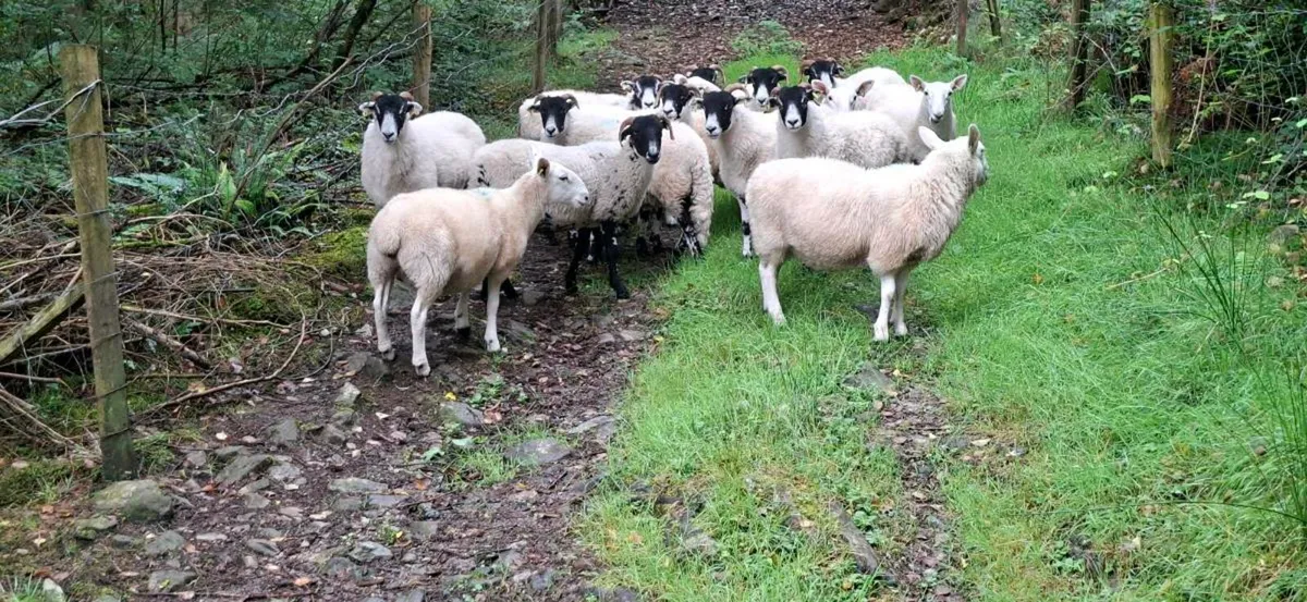 Organic Hoggets - Image 3