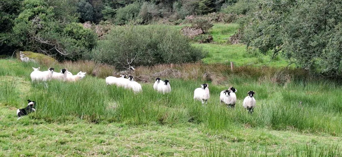 Organic Hoggets - Image 4