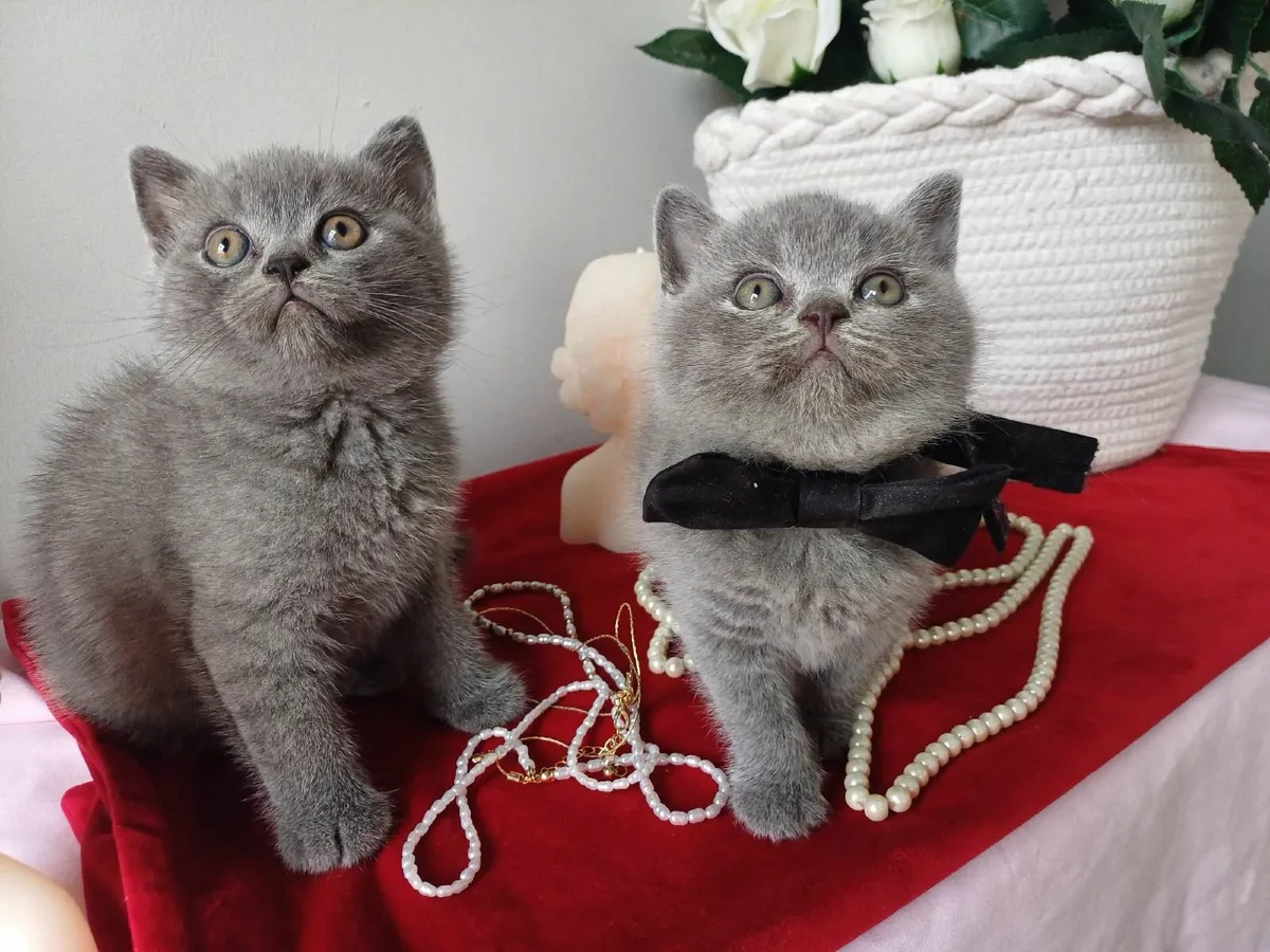 British shorthair kittens - Image 3