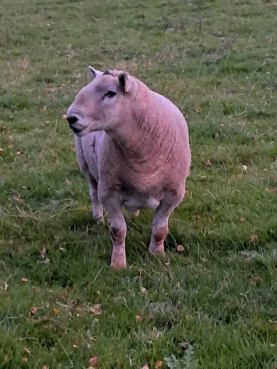 Ram X.Cheviot - long ram - ideal for Hoggets - Image 4