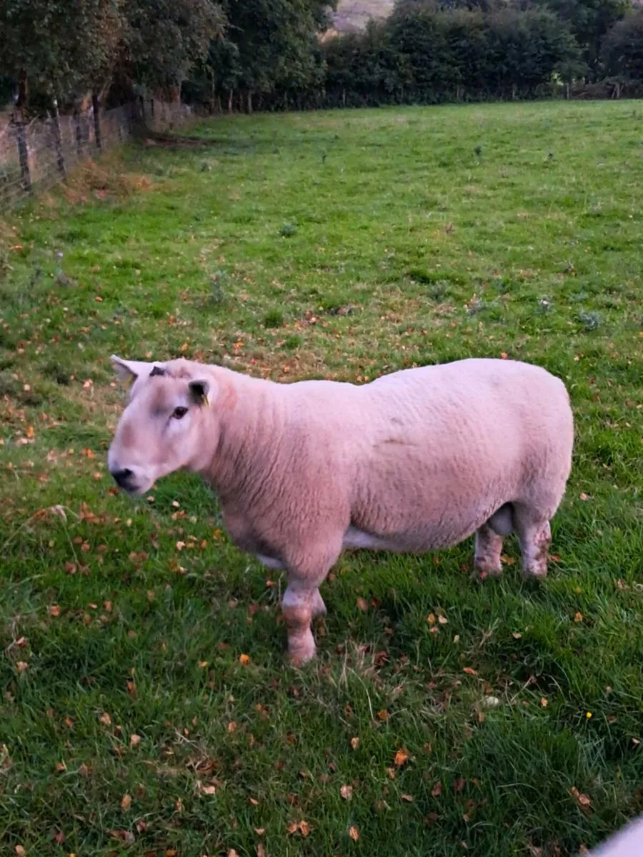 Ram X.Cheviot - long ram - ideal for Hoggets - Image 1