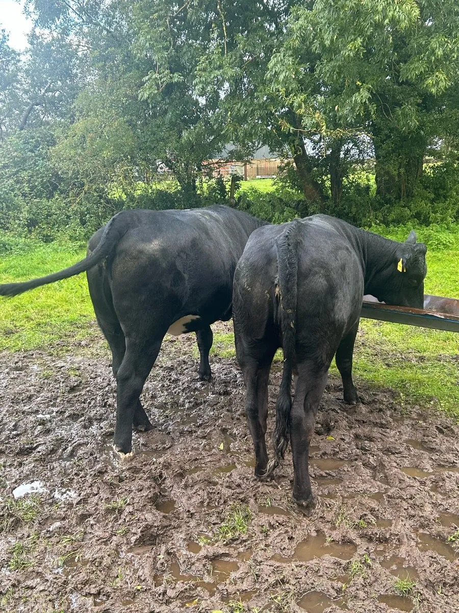 Angus and Black Lim - Tuam Mart - Image 1