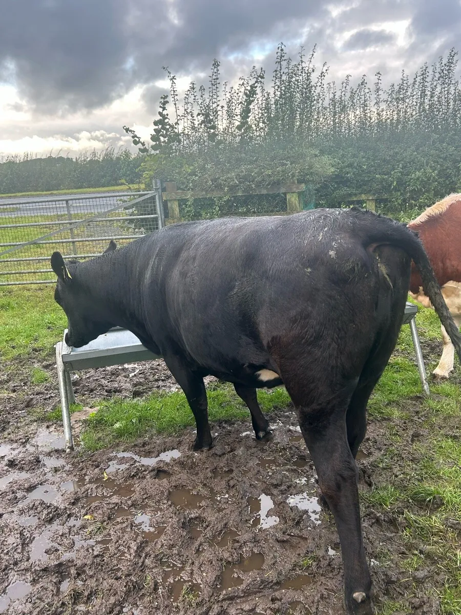 Angus and Black Lim - Tuam Mart - Image 2