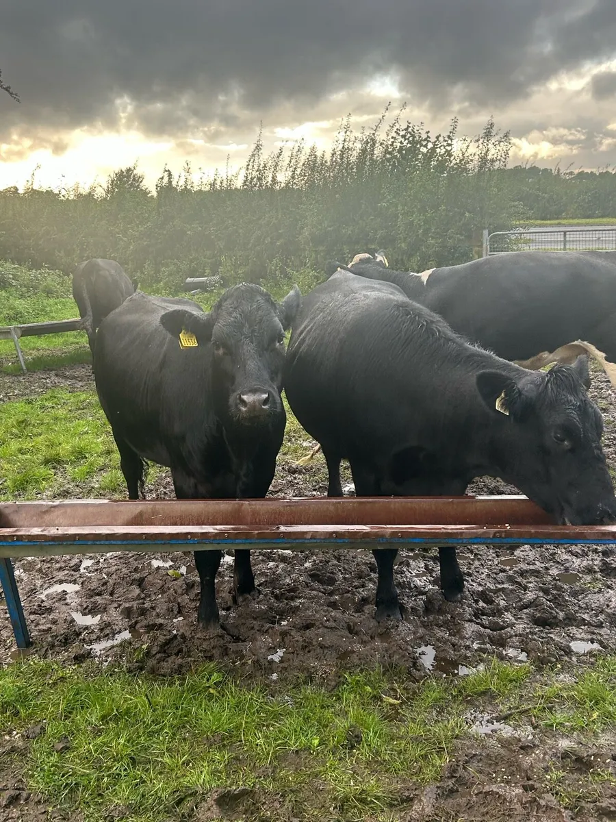 Angus and Black Lim - Tuam Mart - Image 3