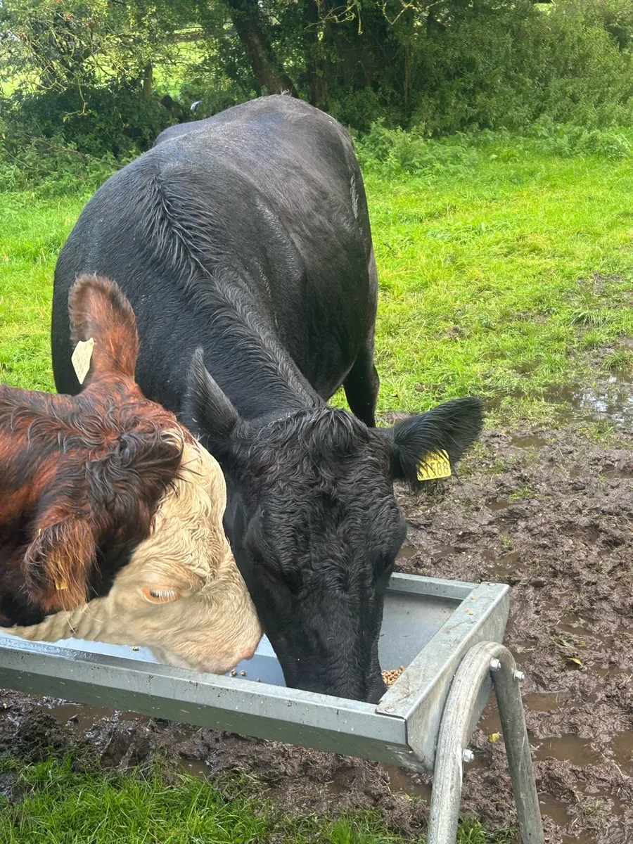 Angus and Black Lim - Tuam Mart - Image 4