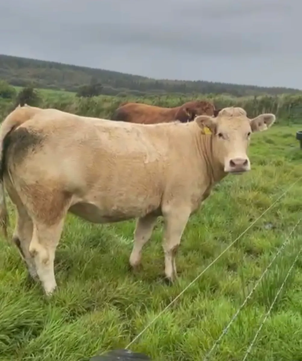 Heifer with calf at foot - Image 4