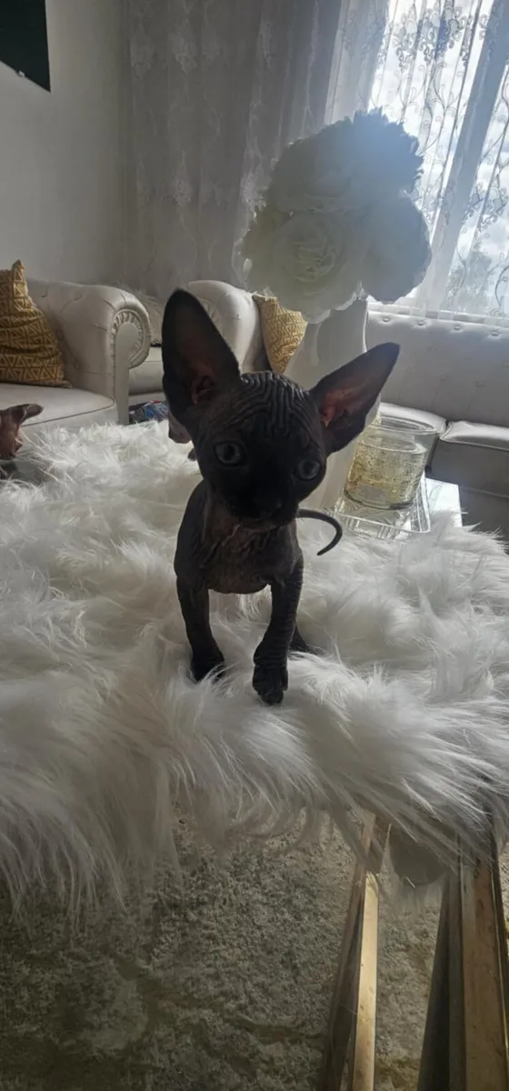 Purebred Sphynx Kittens – 3 Males & 2 Females - Image 3