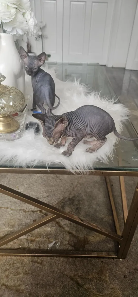 Purebred Sphynx Kittens – 2 Males - Image 4