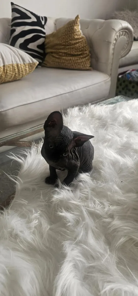 Purebred Sphynx Kittens – 3 Males & 2 Females - Image 2
