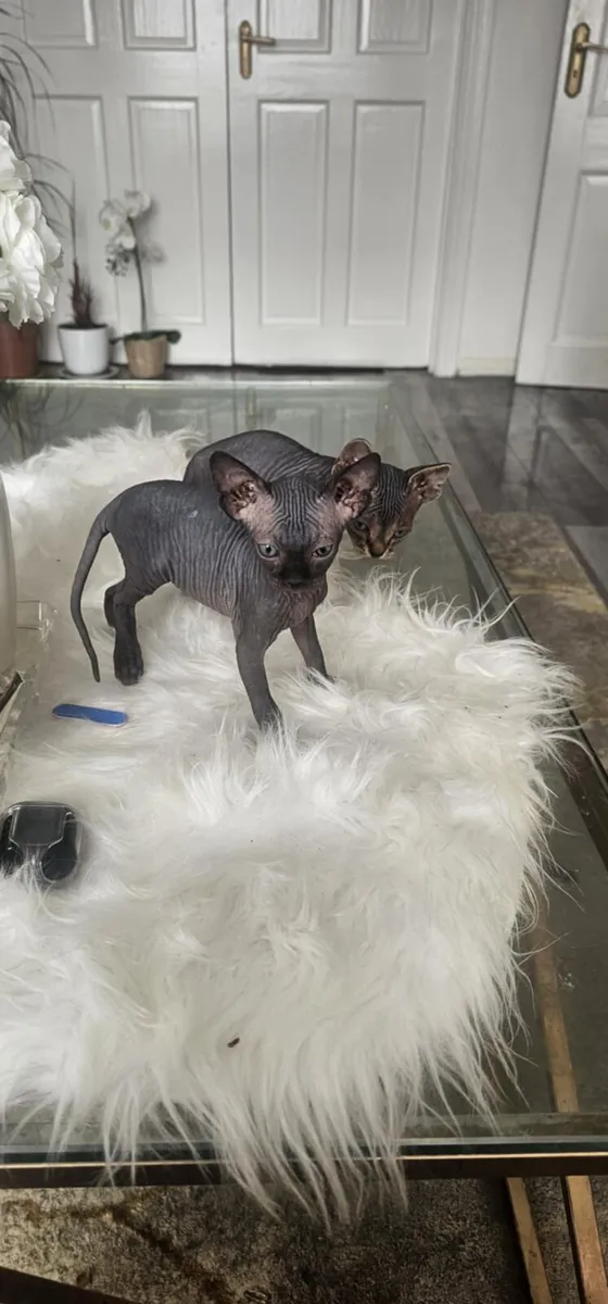 Purebred Sphynx Kittens – 3 Males & 2 Females - Image 1