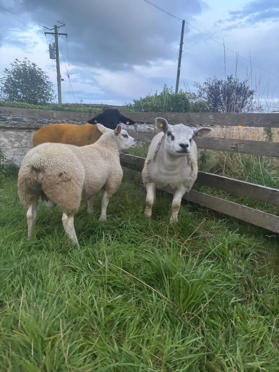 Pedigree ram lambs going cheap - Image 2